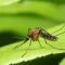 Macro,Normal,Female,Mosquito,Isolated,On,Green,Leaf