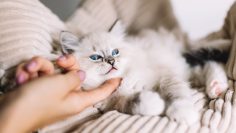 Young,Ragdoll,Cat,Stroked,By,Woman’s,Hand,Under,Chin.,Friendship