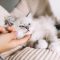 Young,Ragdoll,Cat,Stroked,By,Woman’s,Hand,Under,Chin.,Friendship