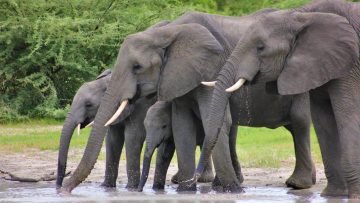 sloni